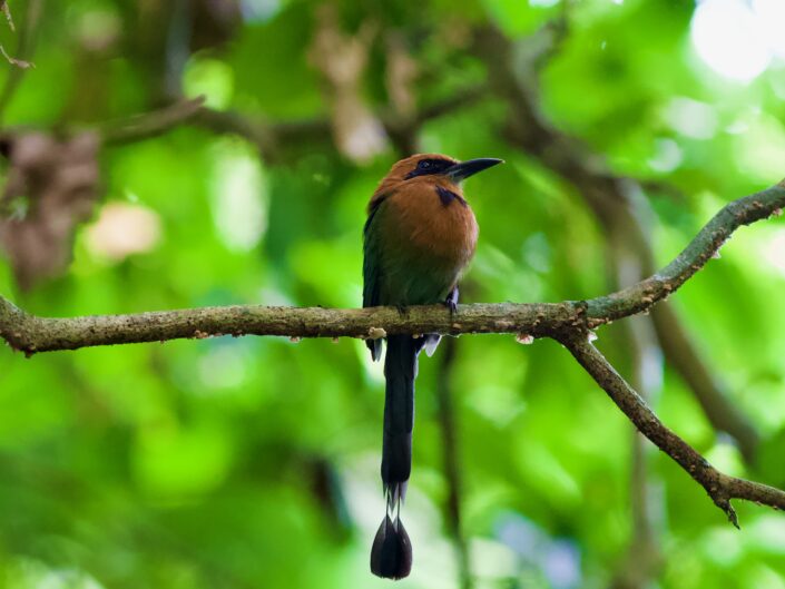 Rufous Motmot