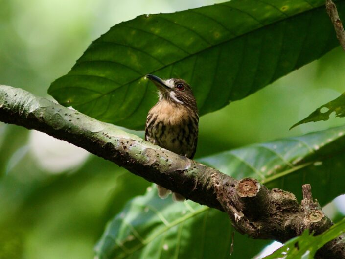 White-whiskered puffbird