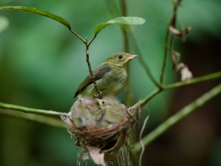 Canon EOS-1D X Mark II + EF300mm f/4L IS USM