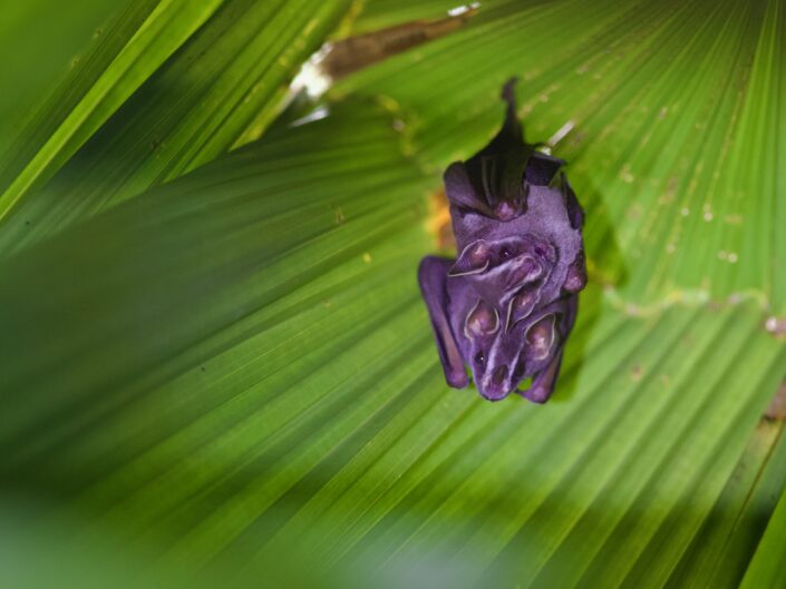 Tent-making bat