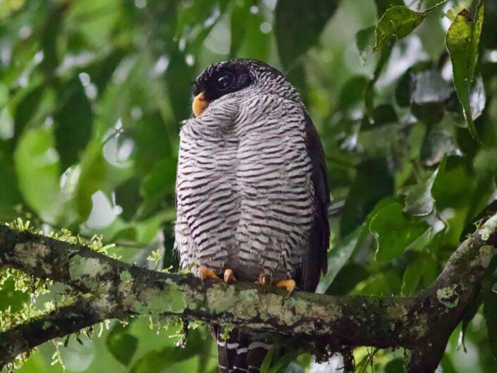 Black-and-white owl