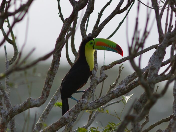 Keel-billed Toucan