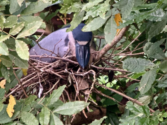 Boat-billed-heron