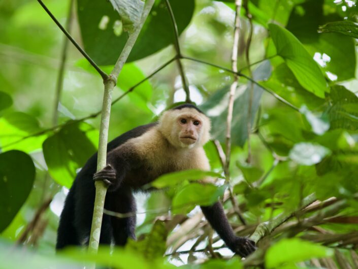 Capuchin-monkey