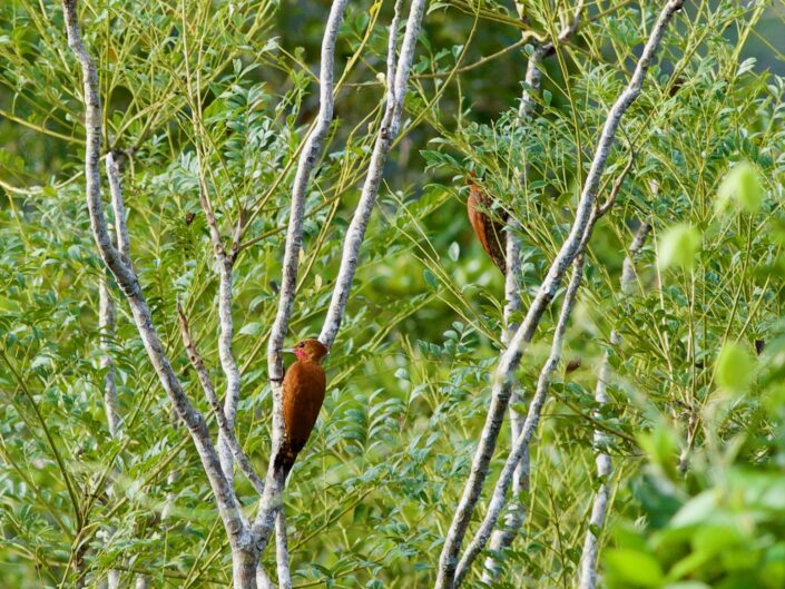 Cinnamon-woodpecker