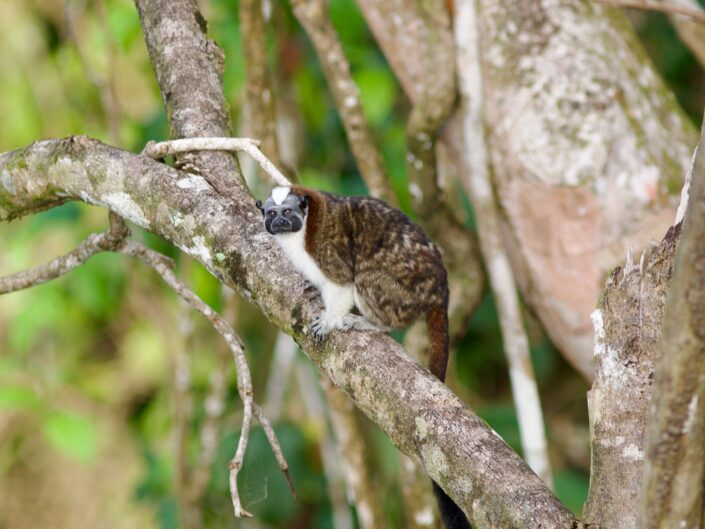 Geoffroy's tamarin