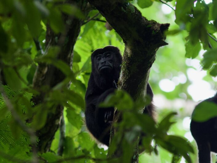 Howler-Monkey