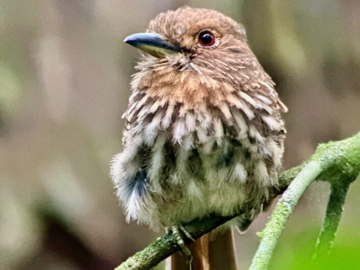 White-chested Puffbird