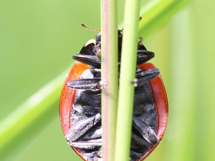 Ladybird