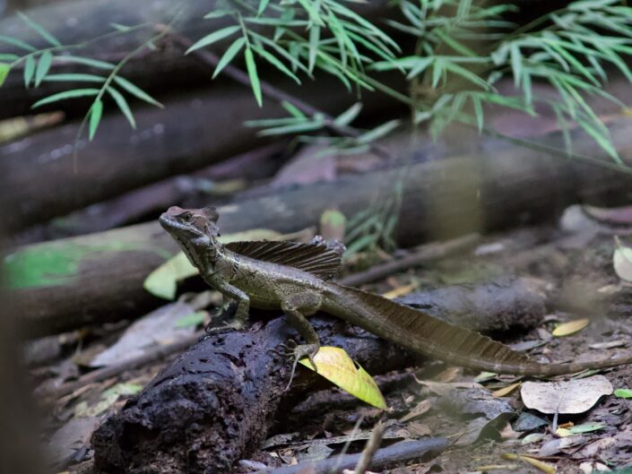 Jesus-Christ-Lizard