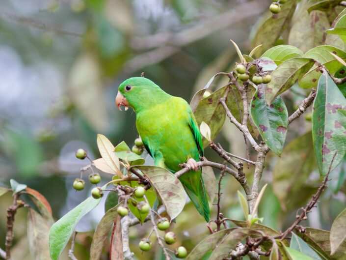 Mealy-Parrot