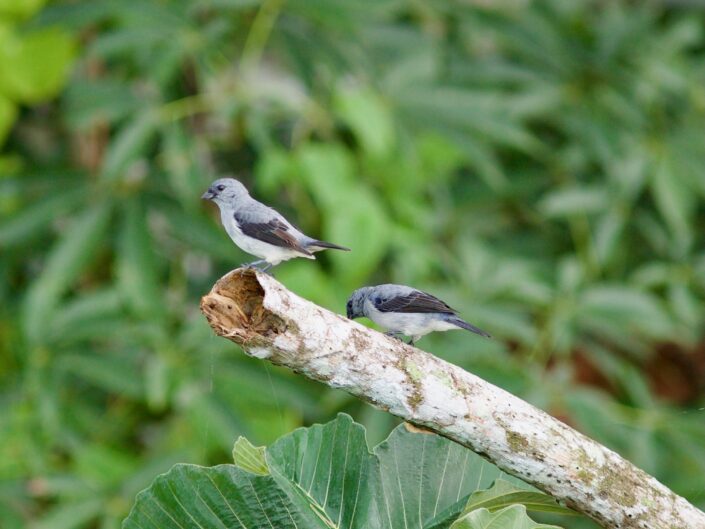 Plain-coloured Tanager