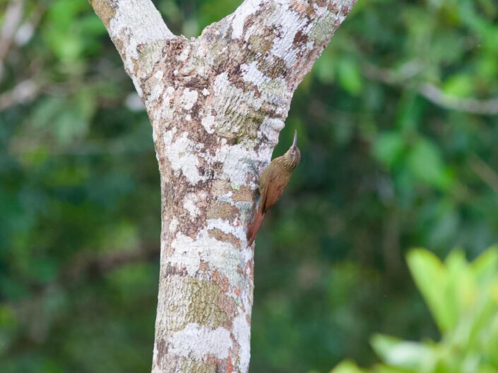 Straight-billed-woodcreeper