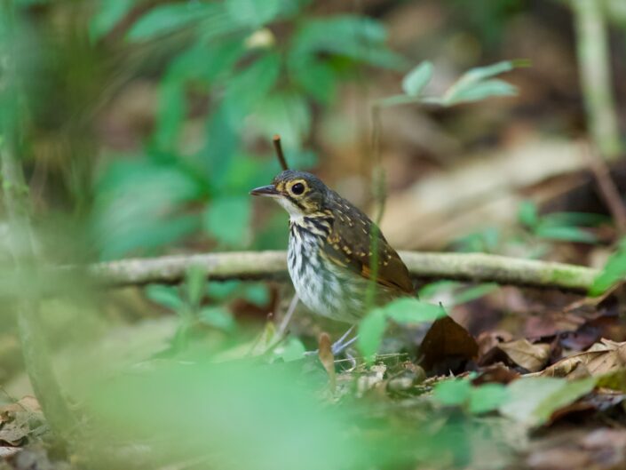 Streak-chested antpitta